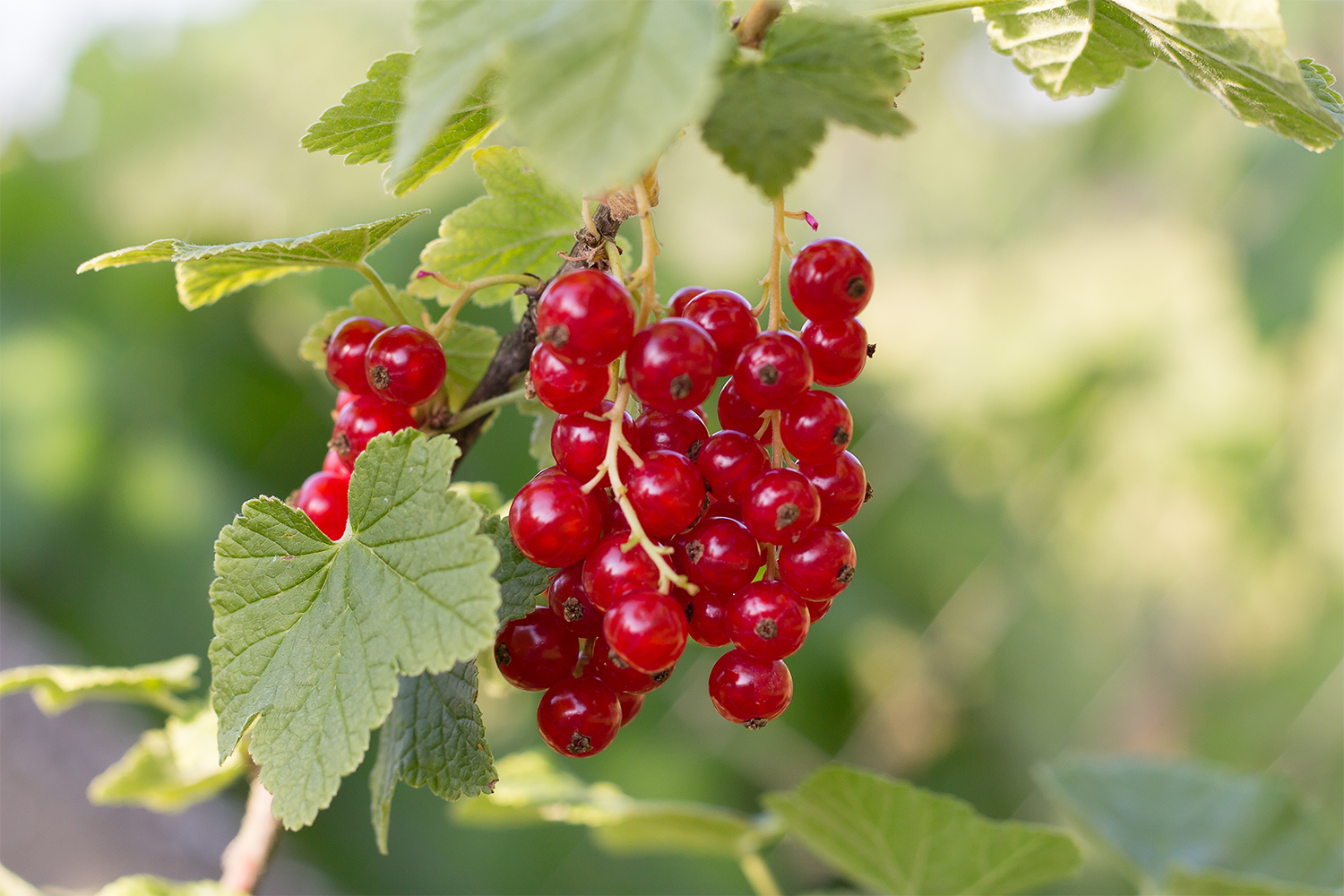 What Are Currants and Why We Love To Bake Cookies With Currants!